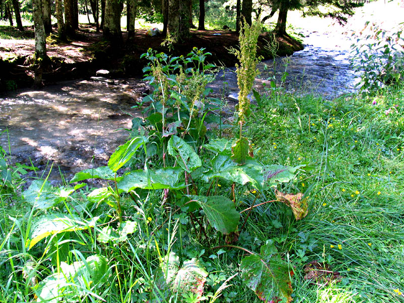 Rumex alpinus L. / Rabarbaro alpino.
